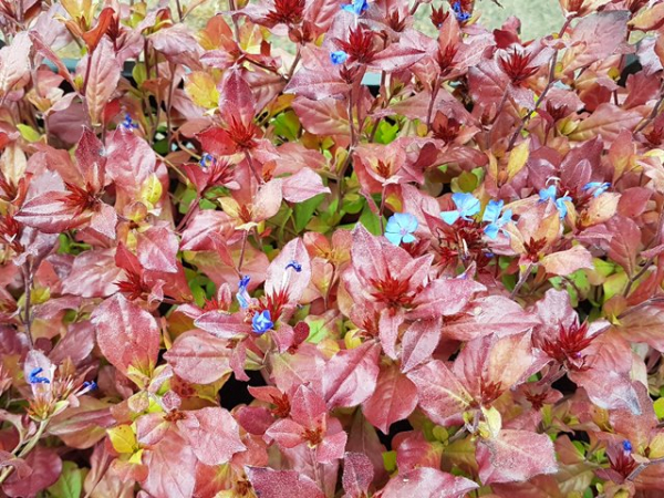 Ceratostigma plumbaginoides - (Bleiwurz),